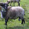 Article - Photo Gallery - Gaerllwyd Murdo, Boreray Ram